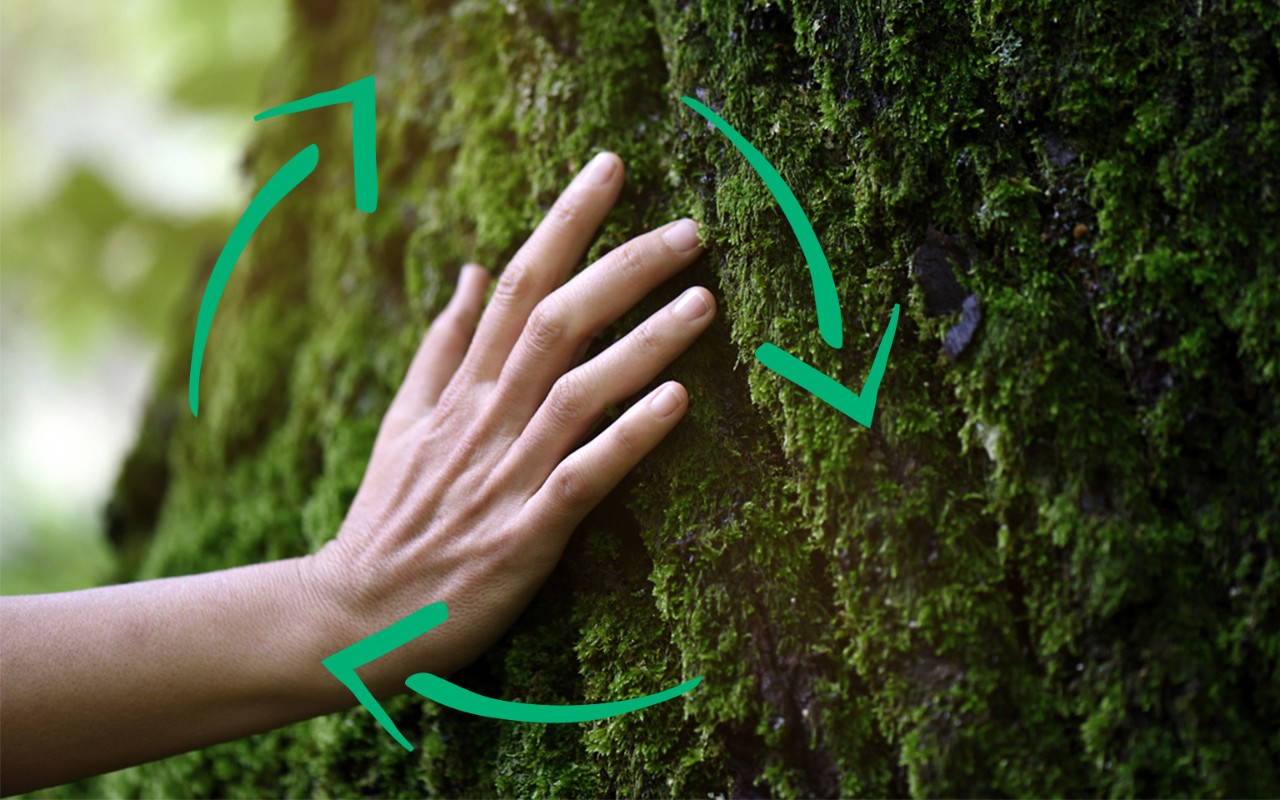 image of green forest